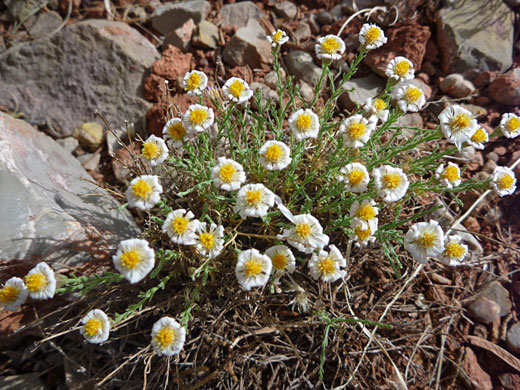 Withering flowers