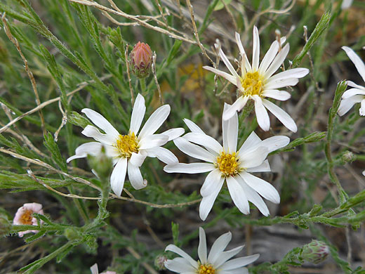 Flowers and stems