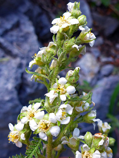 Fern Bush; Fern bush (chamaebatiaria millefolium), Robbers Roost Cave, Mt Charleston, Nevada