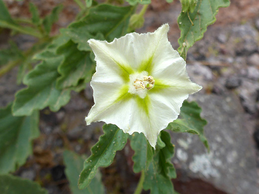 Grey Five Eyes; Five-lobed flower of chamaesaracha coniodes, in Big Bend Ranch State Park, Texas