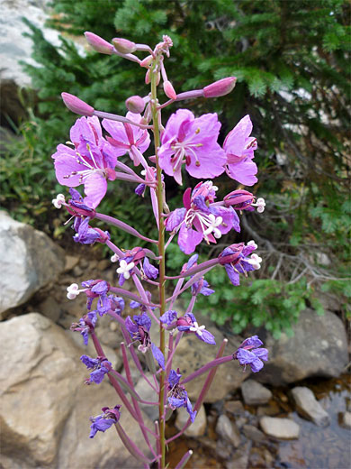 Fireweed