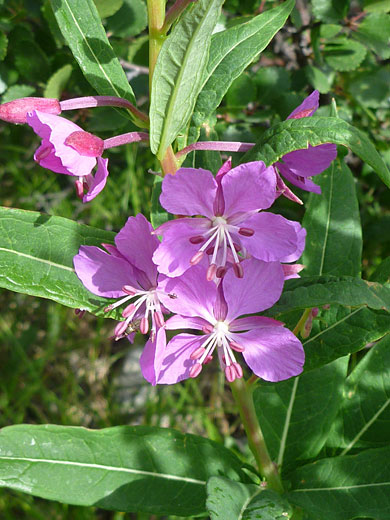 Flowers and leaves