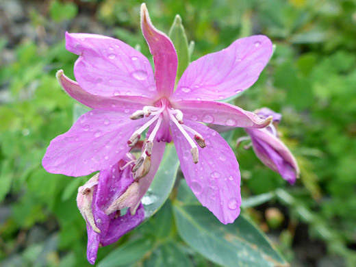 Dwarf Fireweed; Mature flower - chamerion latifolium, Arrastra Basin Trail, San Juan Mountains, Colorado