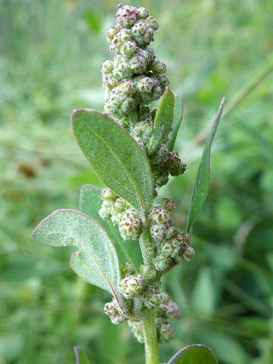 Pinyon Goosefoot; Leaves and fruits of chenopodium atrovirens, Manns Peak Trail, La Sal Mountains, Utah