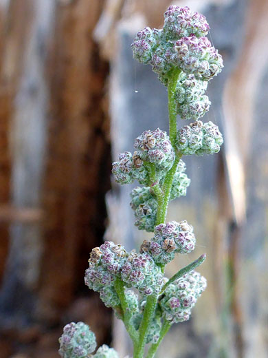 Inflorescence