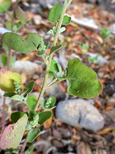 Leaves and flowers