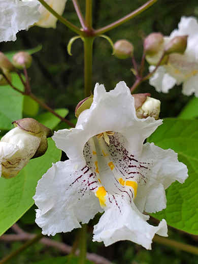 Fringed petals