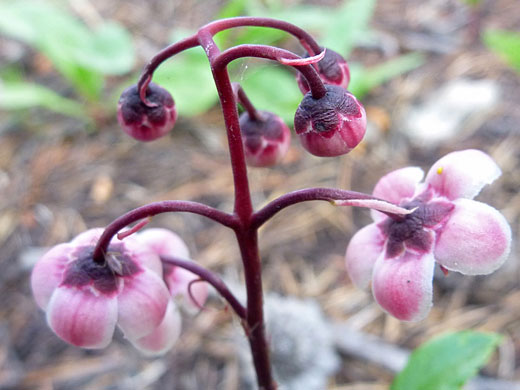 Flowers and buds