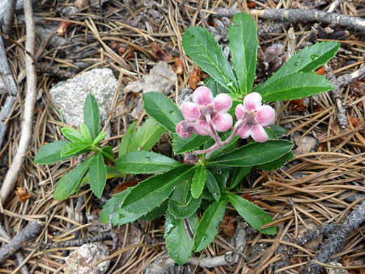 Small plant