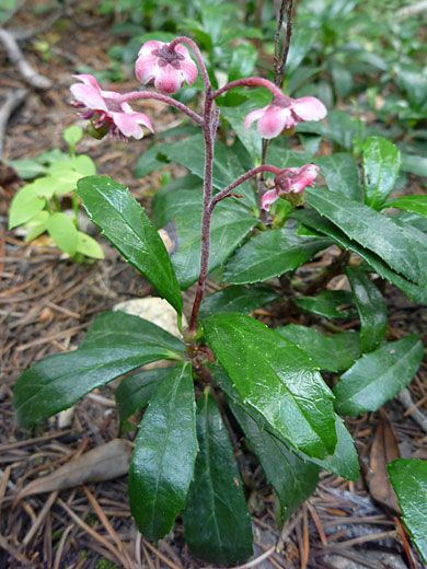 Green leaves