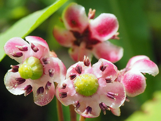 Pipsissewa; Chimaphila umbellata (pipsissewa), New Mexico