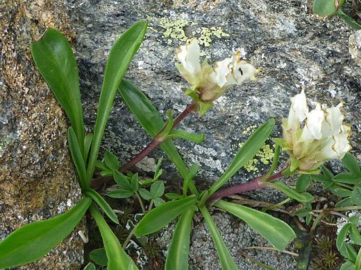 Snowlover; Snowlover (chionophila jamesii) in Rocky Mountain National Park, Colorado