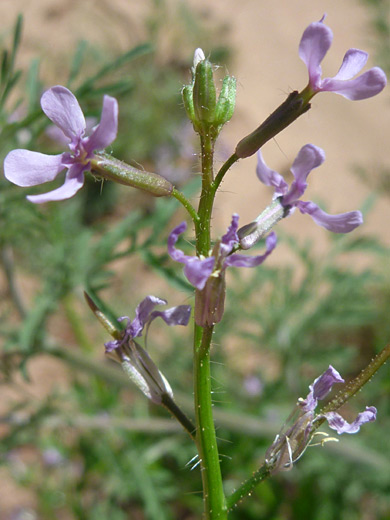 Purple Mustard; Pink flowers - chorispora tenella in Tanner Wash, Arizona