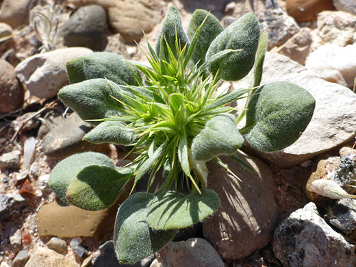 Devil's Spineflower; Spiny bracts and soft-hairy leaves - chorizanthe rigida near Magnesite Wash, Valley of Fire State Park, Nevada