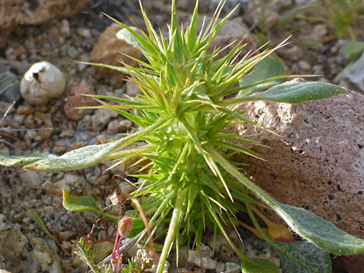 Devil's Spineflower