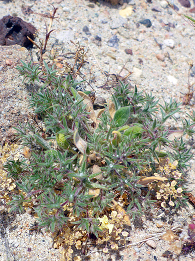 Mojave Spineflower ; Chorizanthe spinosa, Hagen Canyon, Red Rock Canyon State Park, California