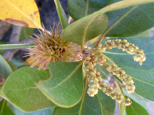 Bush Chinquipin; Chrysolepis sempervirens (bush chinquipin), South Lake Trail, Sierra Nevada, California