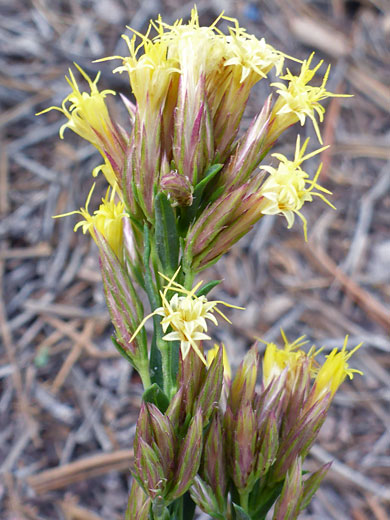 Low Rabbitbrush; Chrysothamnus depressus (low rabbitbrush), Fairyland Canyon Trail, Bryce Canyon National Park, Utah