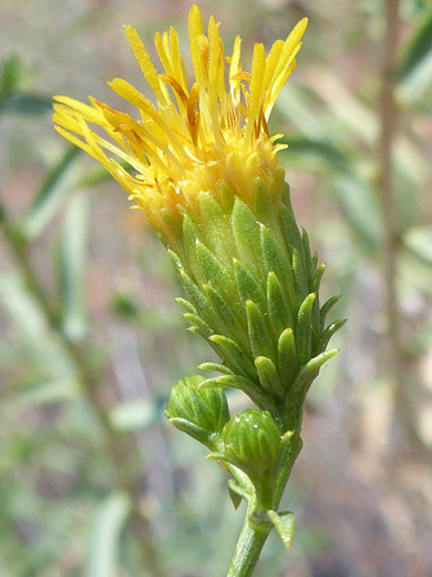 Pillar Rabbitbush; Developing flowerhead of chrysothamnus stylosus, Herdina Park, Arches National Park, Utah