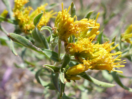 Yellow Rabbitbrush; Clustered, yellow flowerheads of chrysothamnus viscidiflorus ssp viscidiflorus - Snow Pass Trail, Yellowstone National Park, Wyoming