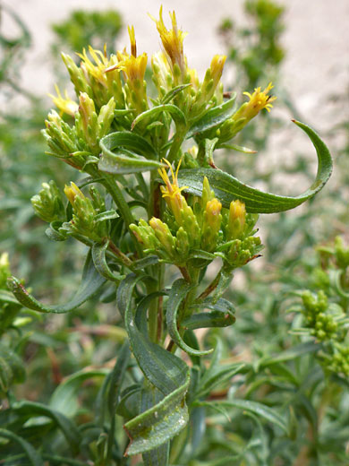 Upper stem leaves