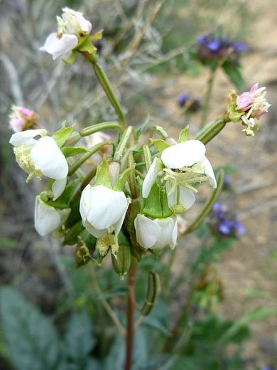 Brown Eyed Primrose