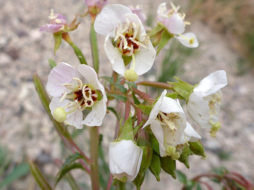 Brown Eyed Primrose; White flowers of chylismia claviformis, Red Rock Canyon State Park, California