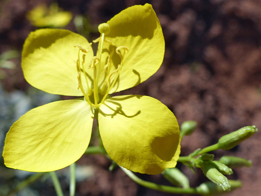 Frost-Stem Suncup; Four broad yellow petals; flower of chylismia multijuga, Wittwer Canyon, Santa Clara River Reserve, Utah