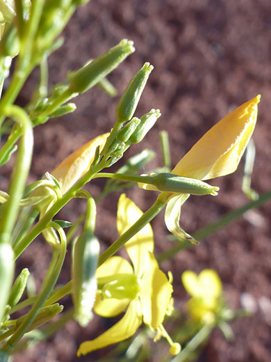 Frost-Stem Suncup
