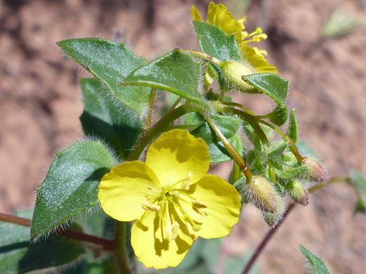 Redclay Suncup; Hairy leaves and sepals; chylismia parryi, Wittwer Canyon, Santa Clara River Reserve, Utah