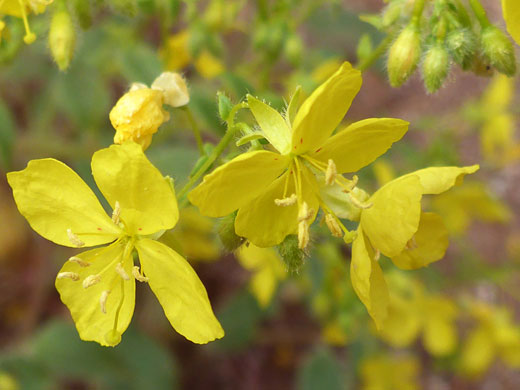 Three flowers