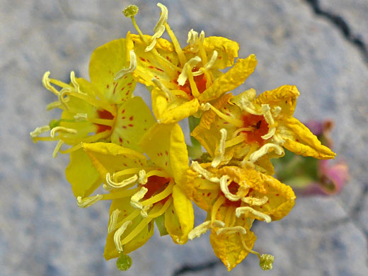Red-centered flowers