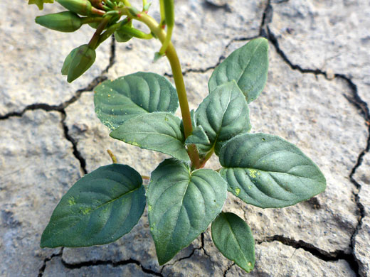 Basal leaves