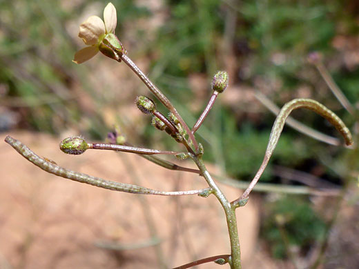 Narrow fruits