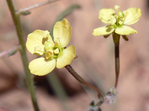Walker's Suncup; Two yellow flowers of chylismia walkeri, Salt Trail, Little Colorado River, Arizona