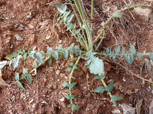 Basal leaves