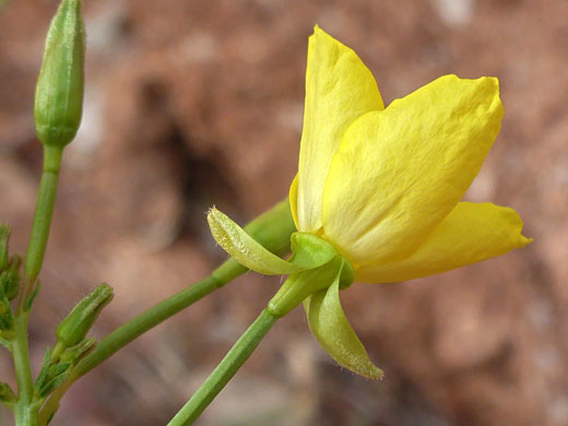 Recurved sepals