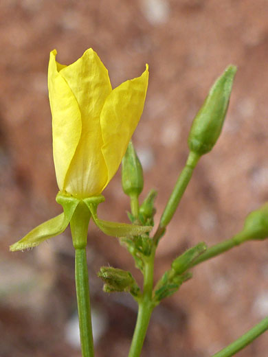 Buds and flower