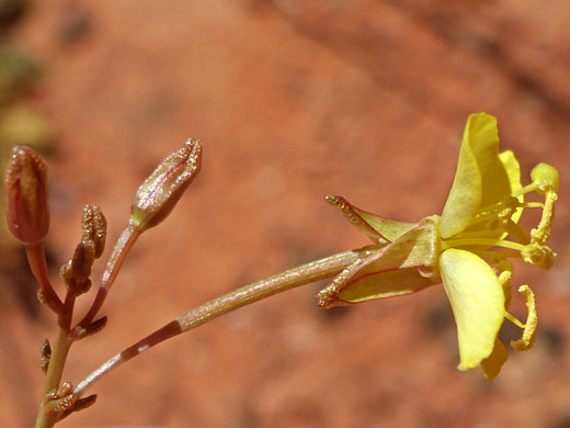 Hairless peduncle