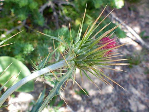 Brown-tipped phyllaries