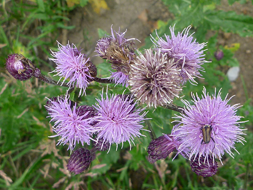 Canada Thistle; Cirsium arvense (Canada thistle) in Rocky Mountain National Park