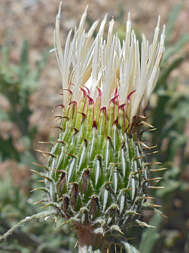 Prairie Thistle; Prairie thistle (cirsium canescens), Chimney Rock National Monument, Colorado