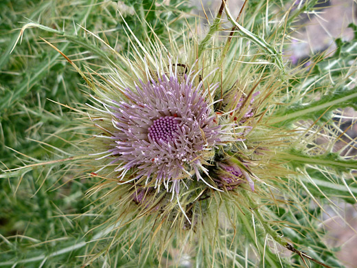 Eaton's Thistle; Bristly flowers and bracts of cirsium eatonii - in Rocky Mountain National Park