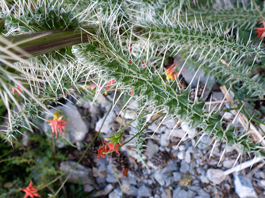 Grooved stem and spiny leaves
