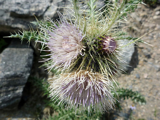 Three flowers