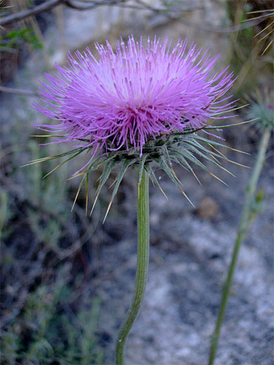 Flower and stalk
