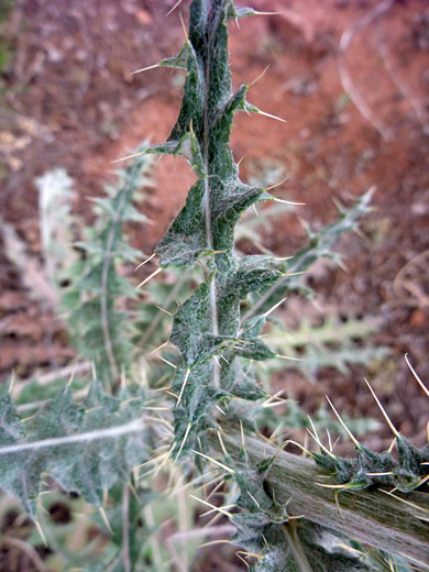 New Mexico Thistle