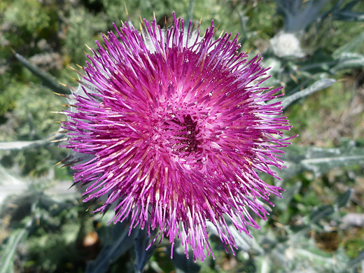 Cobwebby Thistle; Purple flower of cirsium occidentale (cobwebby thistle), in Harmony Headlands State Park