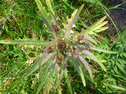 Narrow leaves and spiny flowers