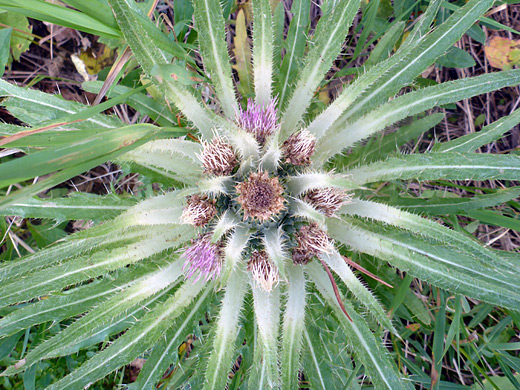 Meadow Thistle; Pink flowers of cirsium scariosum, Yellowstone National Park, Wyoming